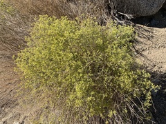Gutierrezia microcephala