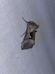 Autographa ampla