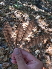 Gallirallus philippensis