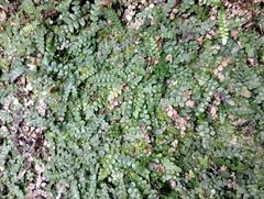 Blechnum blechnoides