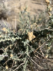 Atriplex polycarpa