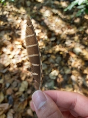 Gallirallus philippensis