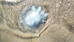 Rhizostoma pulmo