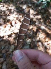 Gallirallus philippensis