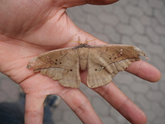 Copaxa multifenestrata