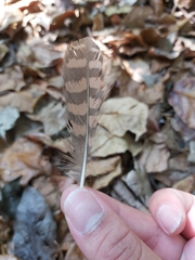 Gallirallus philippensis