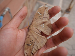 Copaxa multifenestrata