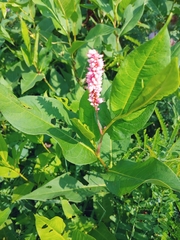 Persicaria amphibia