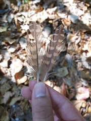 Gallirallus philippensis