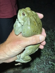 Incilius alvarius
