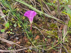 Ipomoea capillacea