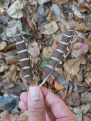 Gallirallus philippensis