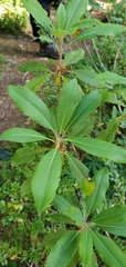 Rhododendron columbianum