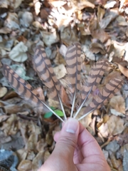 Gallirallus philippensis