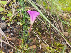 Ipomoea capillacea