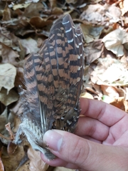 Gallirallus philippensis