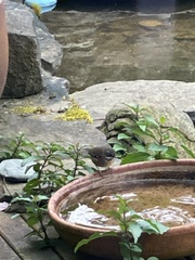 Sericornis frontalis