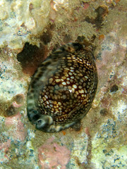 Mauritia maculifera image