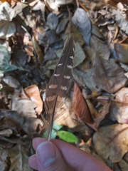 Gallirallus philippensis