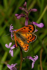Lycaena phlaeas abbottii