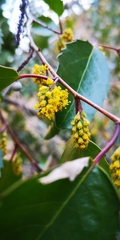 Azara petiolaris