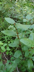 Shepherdia canadensis