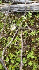 Brachyscome lineariloba