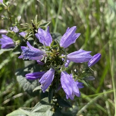 Campanula bononiensis