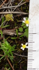 Brachyscome lineariloba