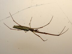 Tetragnatha extensa