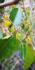 Azara petiolaris