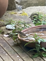 Sericornis frontalis