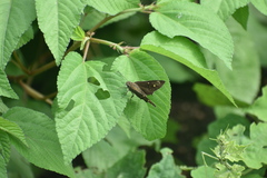 Thorybes dorantes dorantes