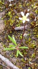 Brachyscome lineariloba