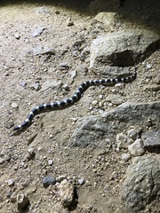 Rhinocheilus lecontei