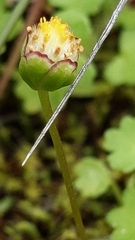 Brachyscome lineariloba