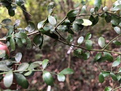 Everistia vacciniifolia nervosa