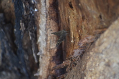 Thorybes dorantes dorantes