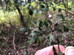 Everistia vacciniifolia nervosa