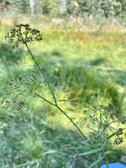 Oenantheae