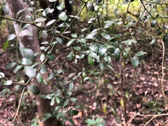 Everistia vacciniifolia nervosa