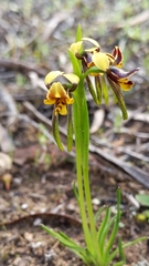 Diuris palustris