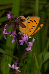 Lycaena phlaeas abbottii