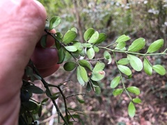 Everistia vacciniifolia nervosa