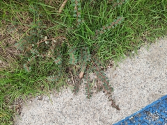 Euphorbia thymifolia