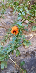 Alonsoa meridionalis
