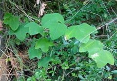 Passiflora lutea