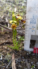 Diuris palustris