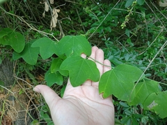 Passiflora lutea