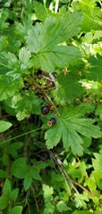 Ribes lacustre